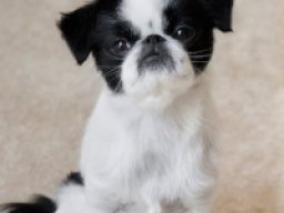mini_jafox_1_20220430_2002262485
